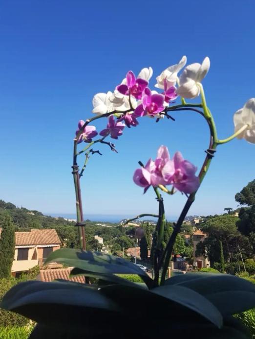 Hameau Du Soleil Lejlighed Cavalaire-sur-Mer Eksteriør billede
